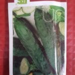 Cucumber seeds