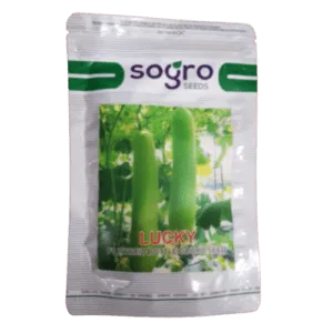sogro lucky bottle gourd seeds