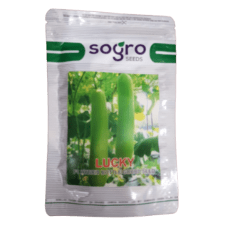 sogro lucky bottle gourd seeds