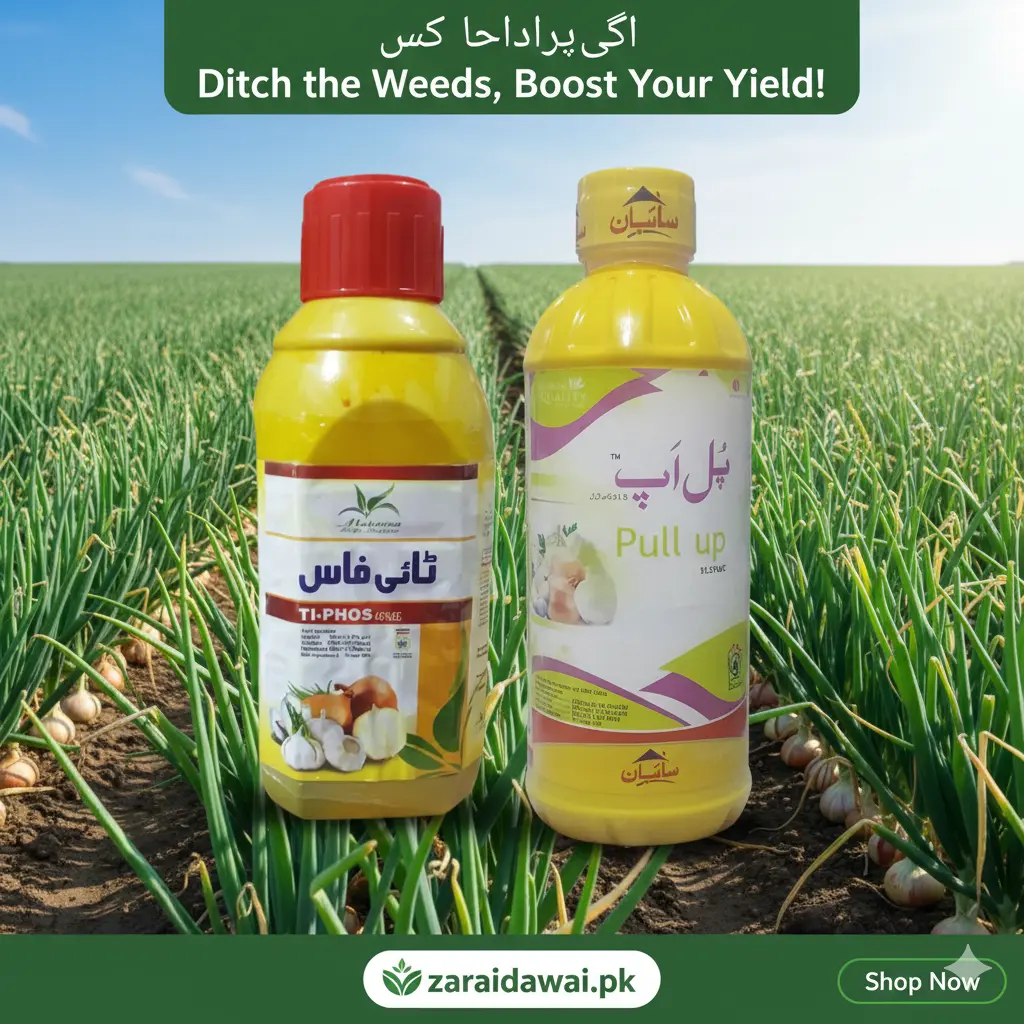 Onion and Garlic Weed Control Pakistan Tiphos & Pull Up