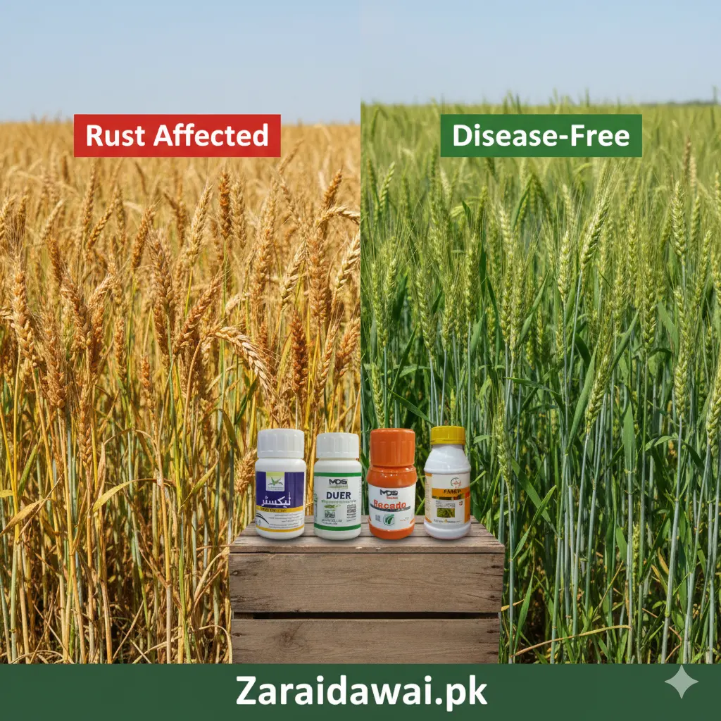 wheat rust and recommended fungicides